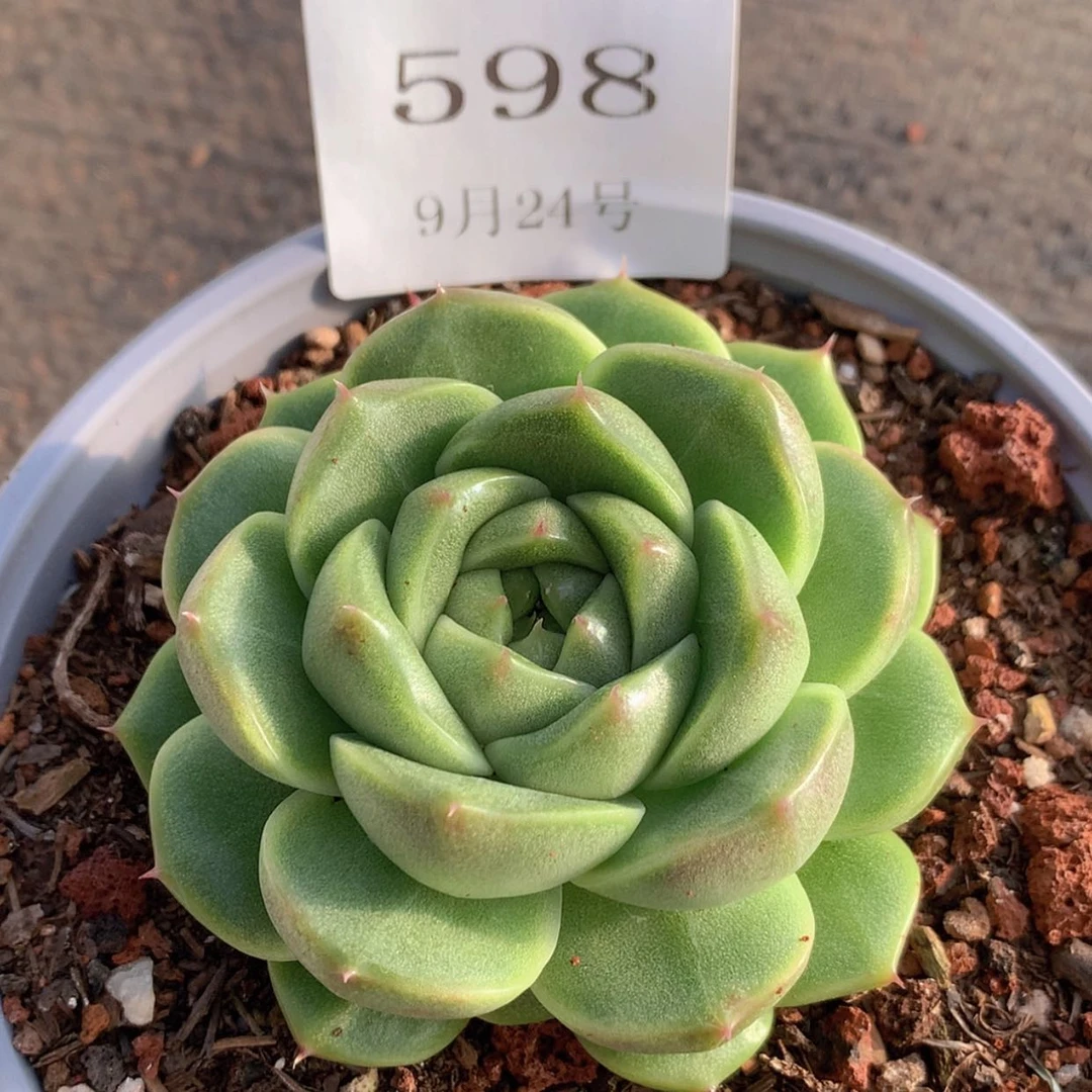 【闪购商品】云598号