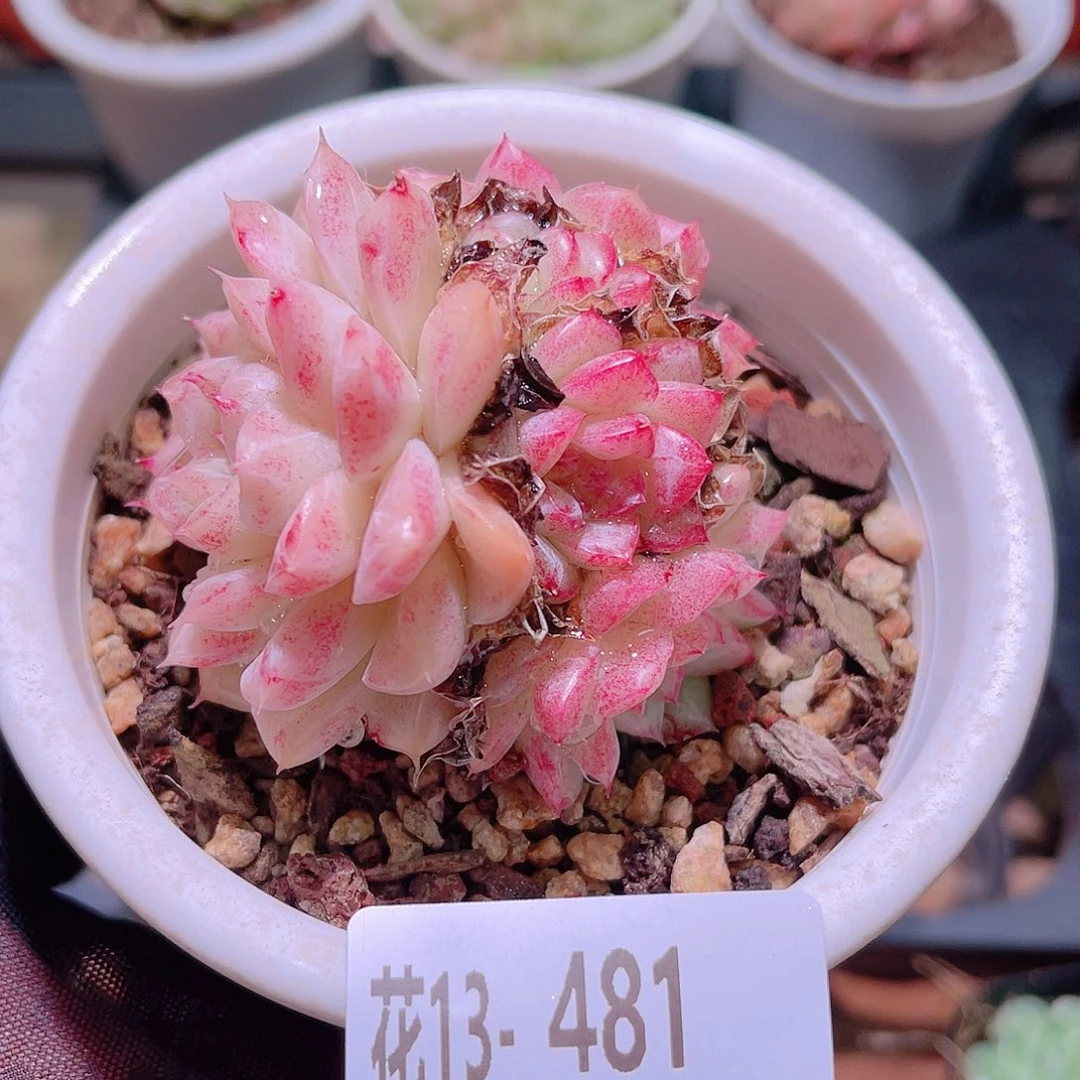 花利美13-481麦秆