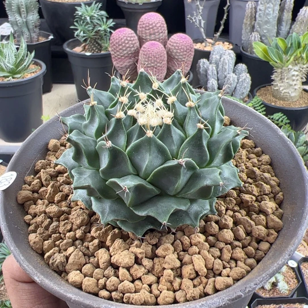 帝冠实生7.8一物一拍默认脱土发