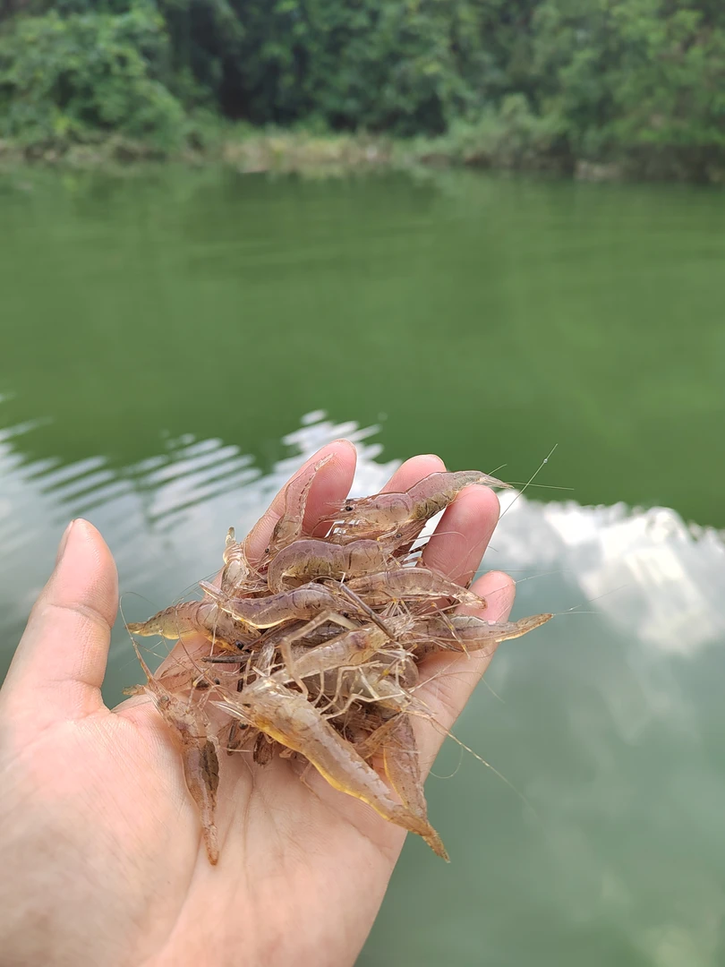 山坑虾小河虾鲜活淡水虾现冻小白虾草虾青虾米
