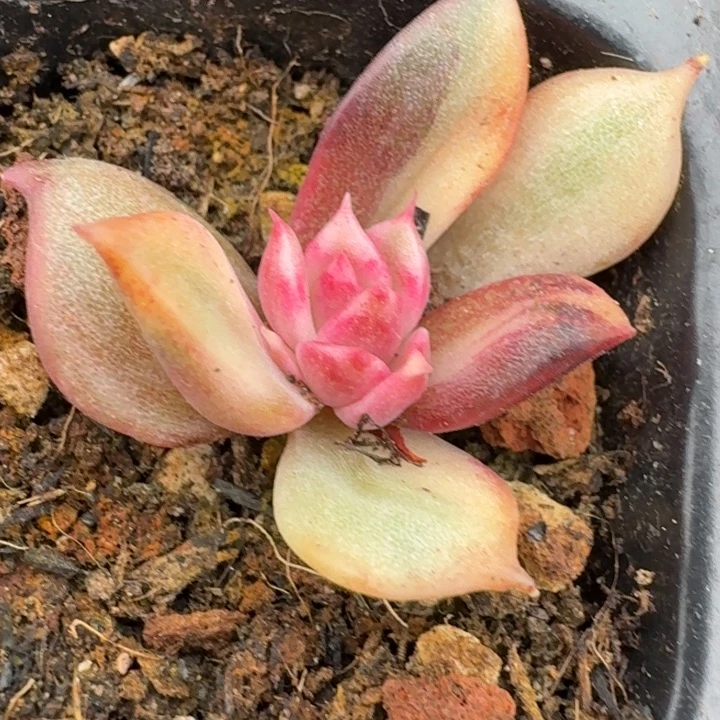 火焰山锦一物一拍