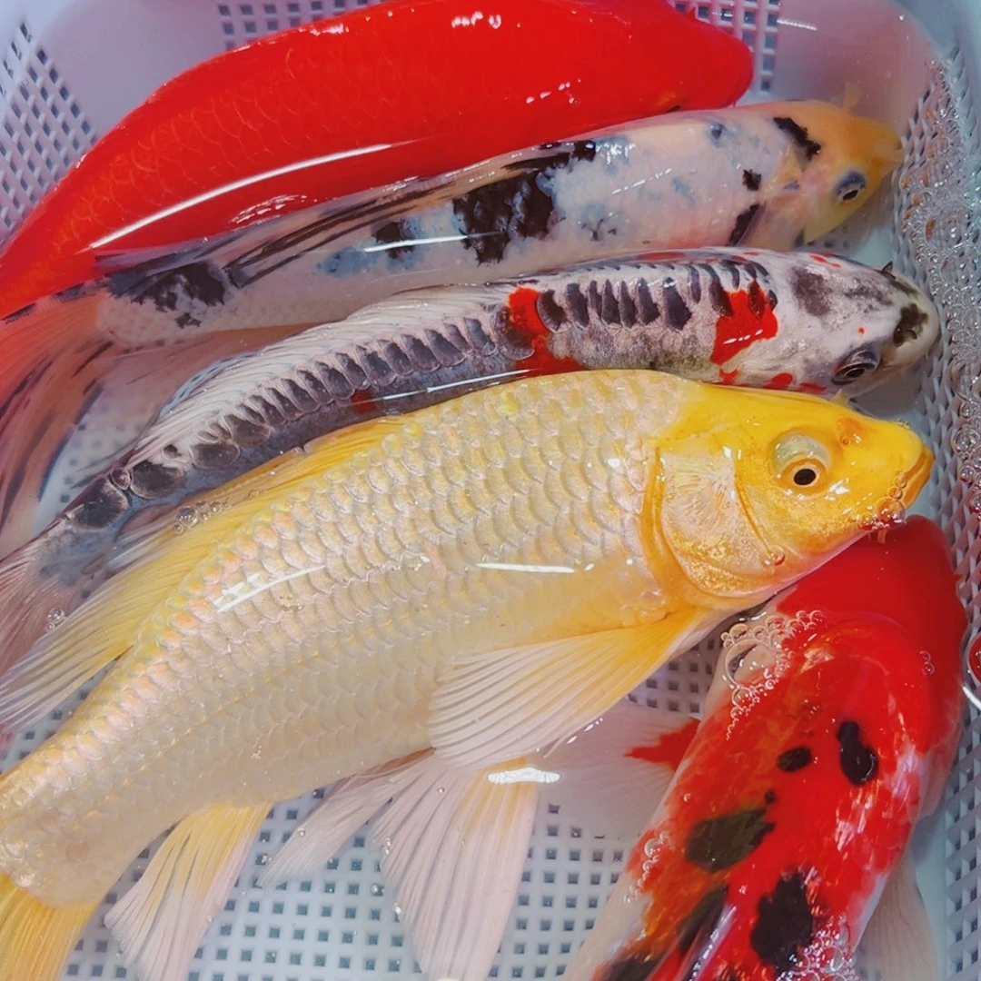 锦鲤锦鲤冷水鱼观赏112