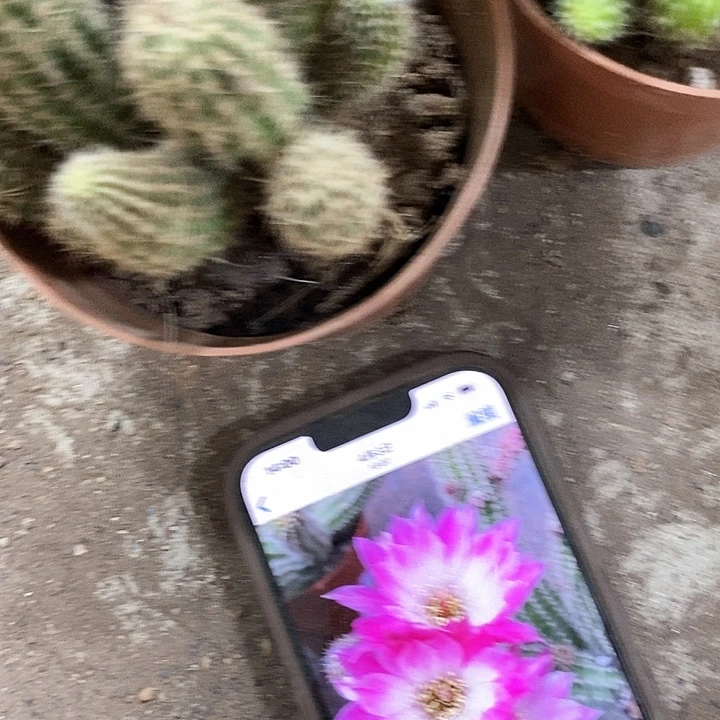 珍妮白糖，清仓瑕疵干巴，不售后