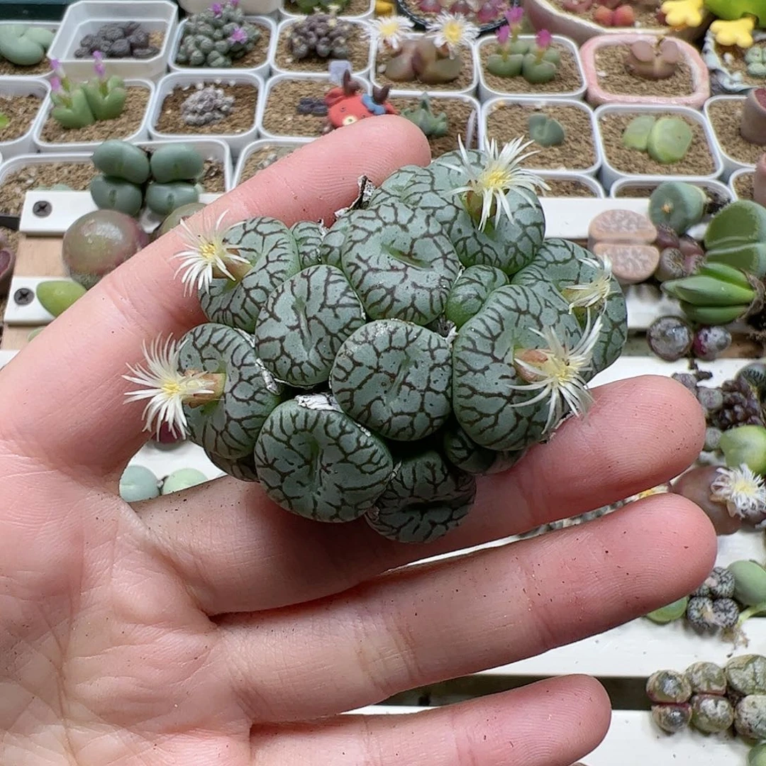 【闪购商品】24 大群青姬