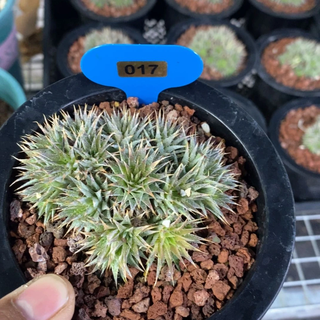 坨坨凤多肉植物一个