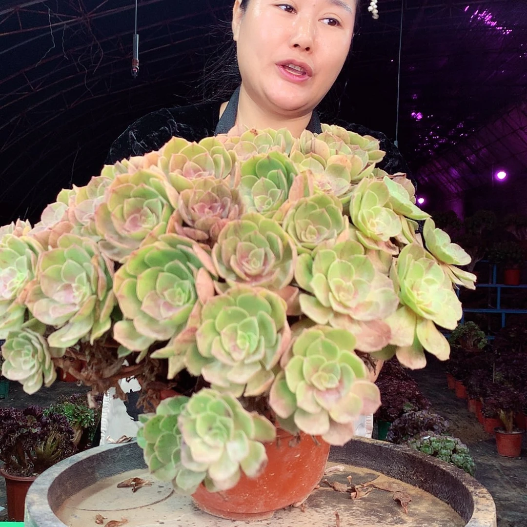 柒柒精品多肉脱土发货不包断侧枝309
