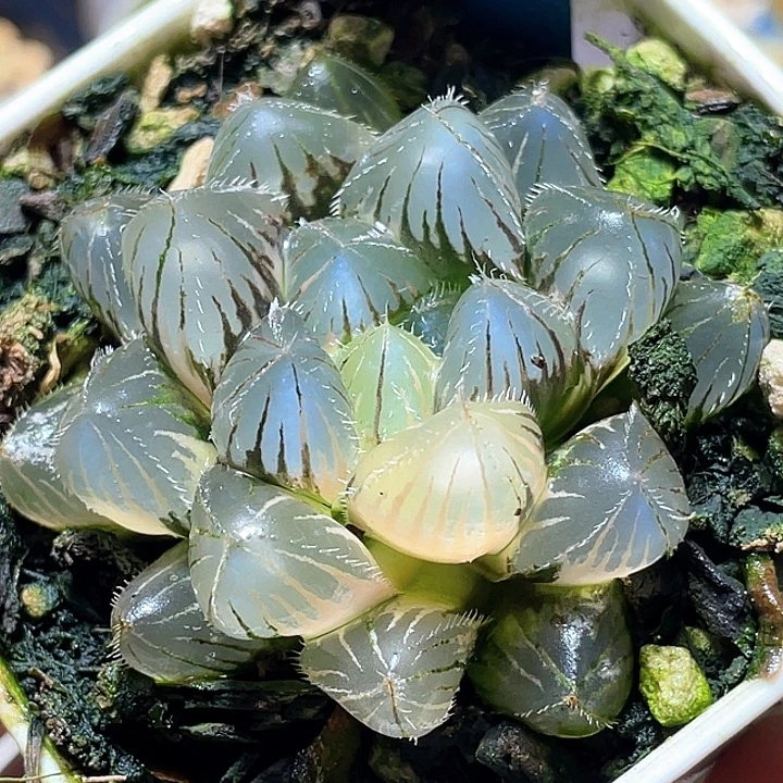 551赤线锦特选福利