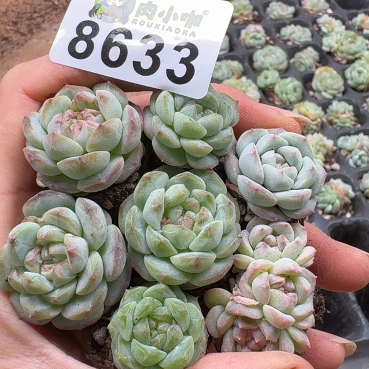 当前无花朵，栽培后可花朵多肉植物多肉植物