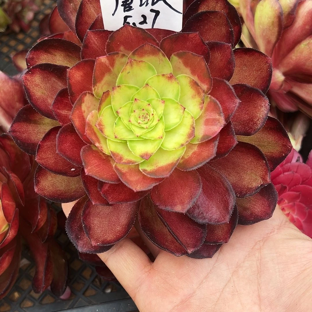 全部花朵唐**韵精品多肉植物唐哥寄养527
