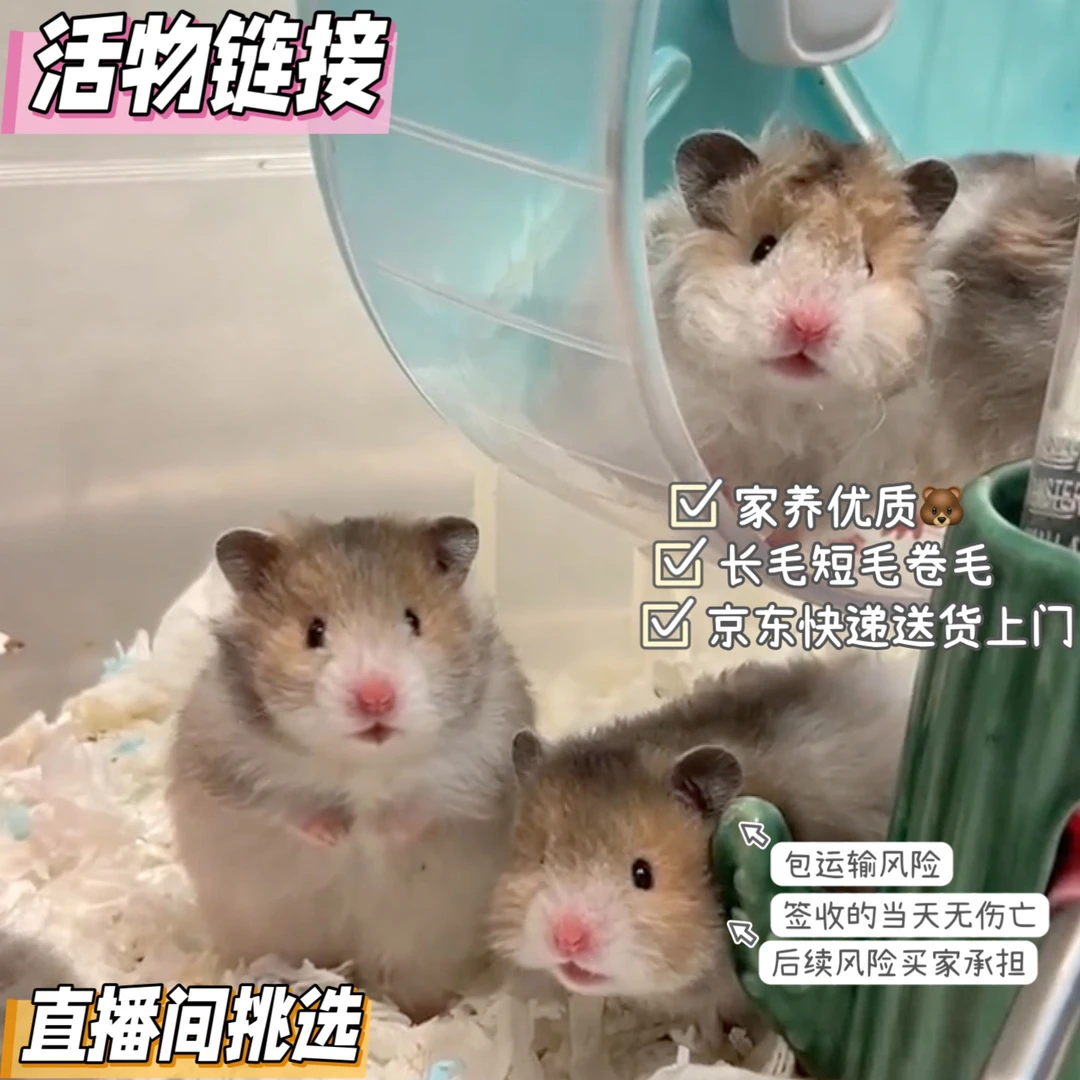 【捡漏专拍】直播间挑选！抢到再拍！仓鼠金丝熊长毛卷毛短毛活体