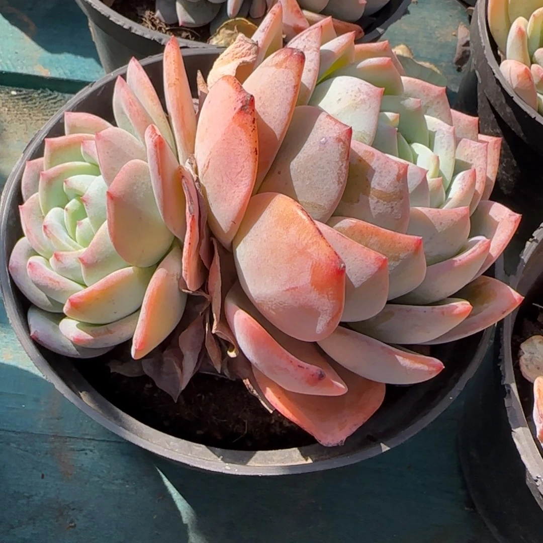 从前慢花园精选多肉凤橙