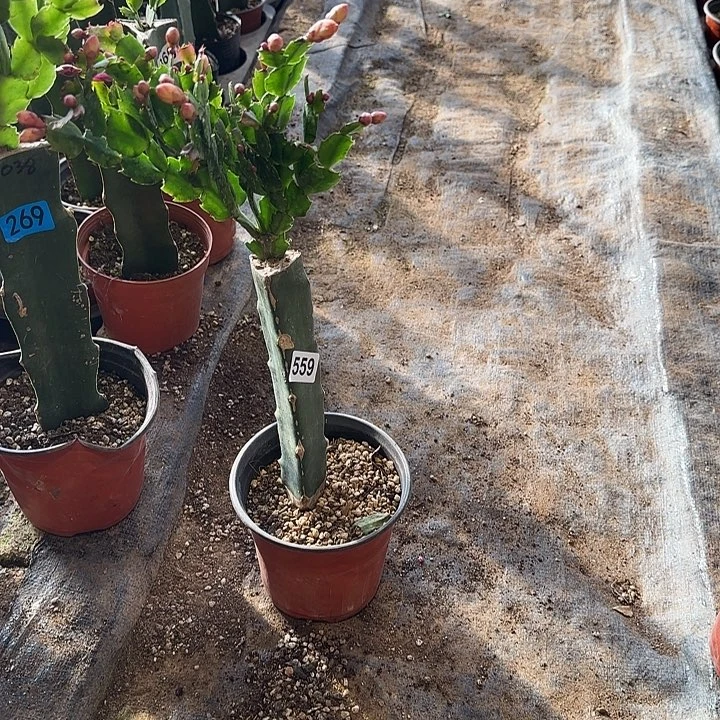 559嫁接蟹爪兰：黄金