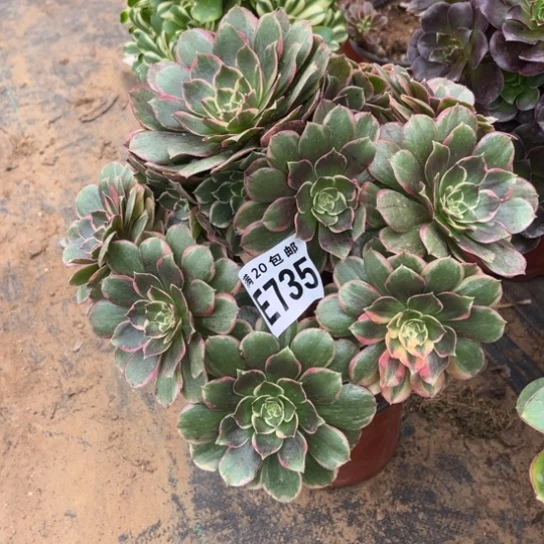 735粉花妖不包断枝