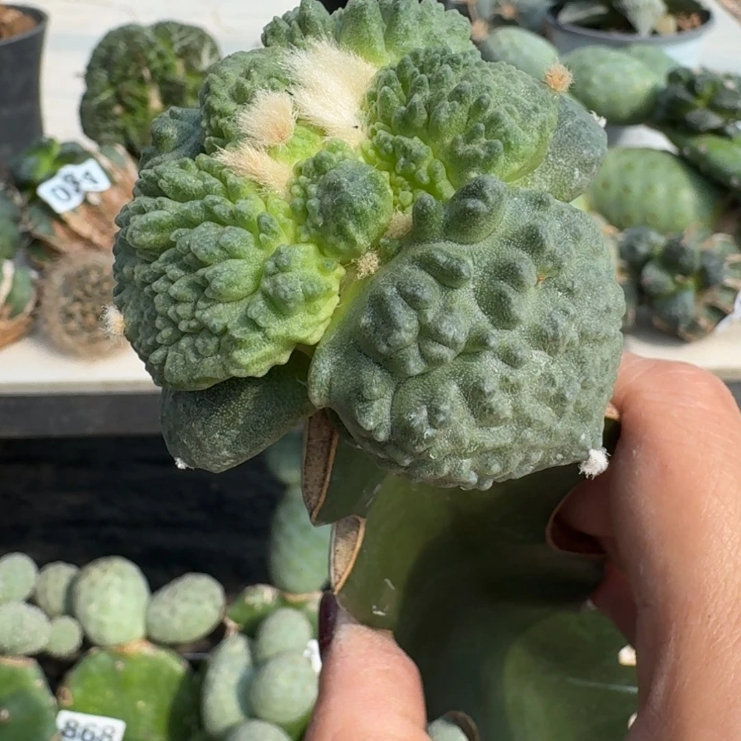 【闪购商品】无花朵蛋丝拉097