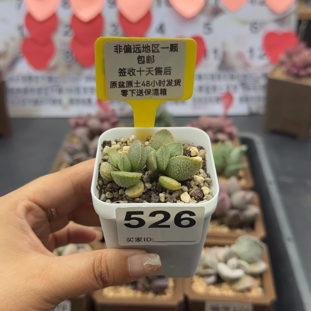 526爱丽丝多肉植物
