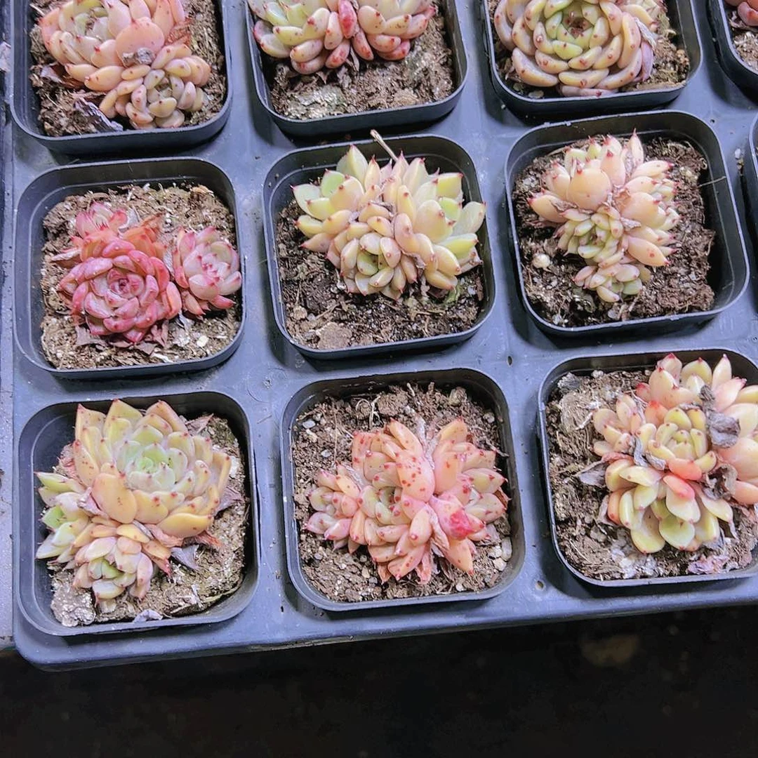 沙逻辑多肉设计19包邮