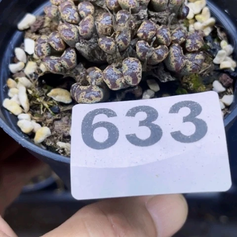 633蝴蝶一物一图如图