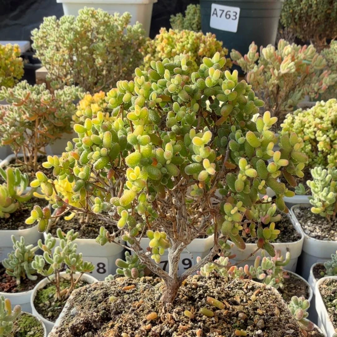 A633糖球锦枝干一物一拍