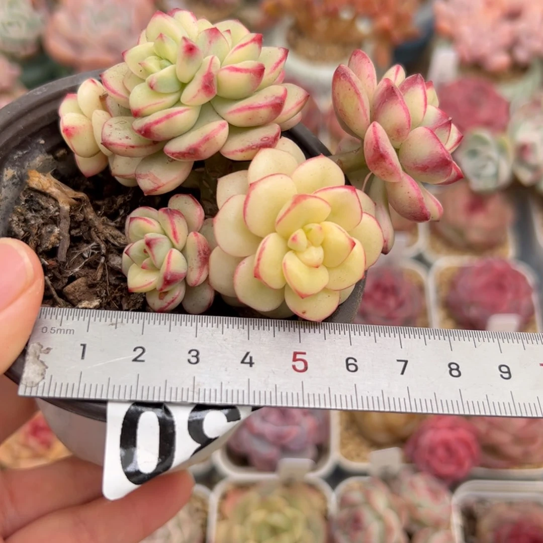 o****r230 多肉植物组合