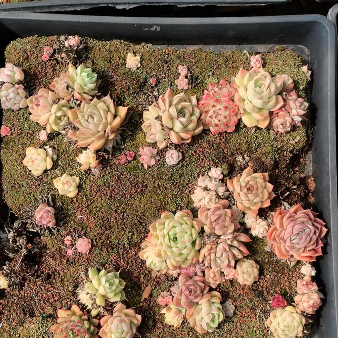 【闪购商品】云776号