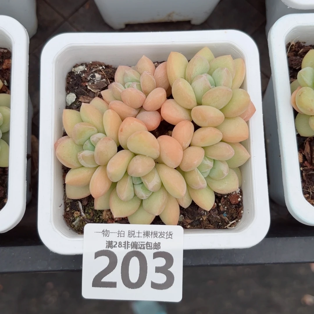 泡泡糖老桩无盆土发货