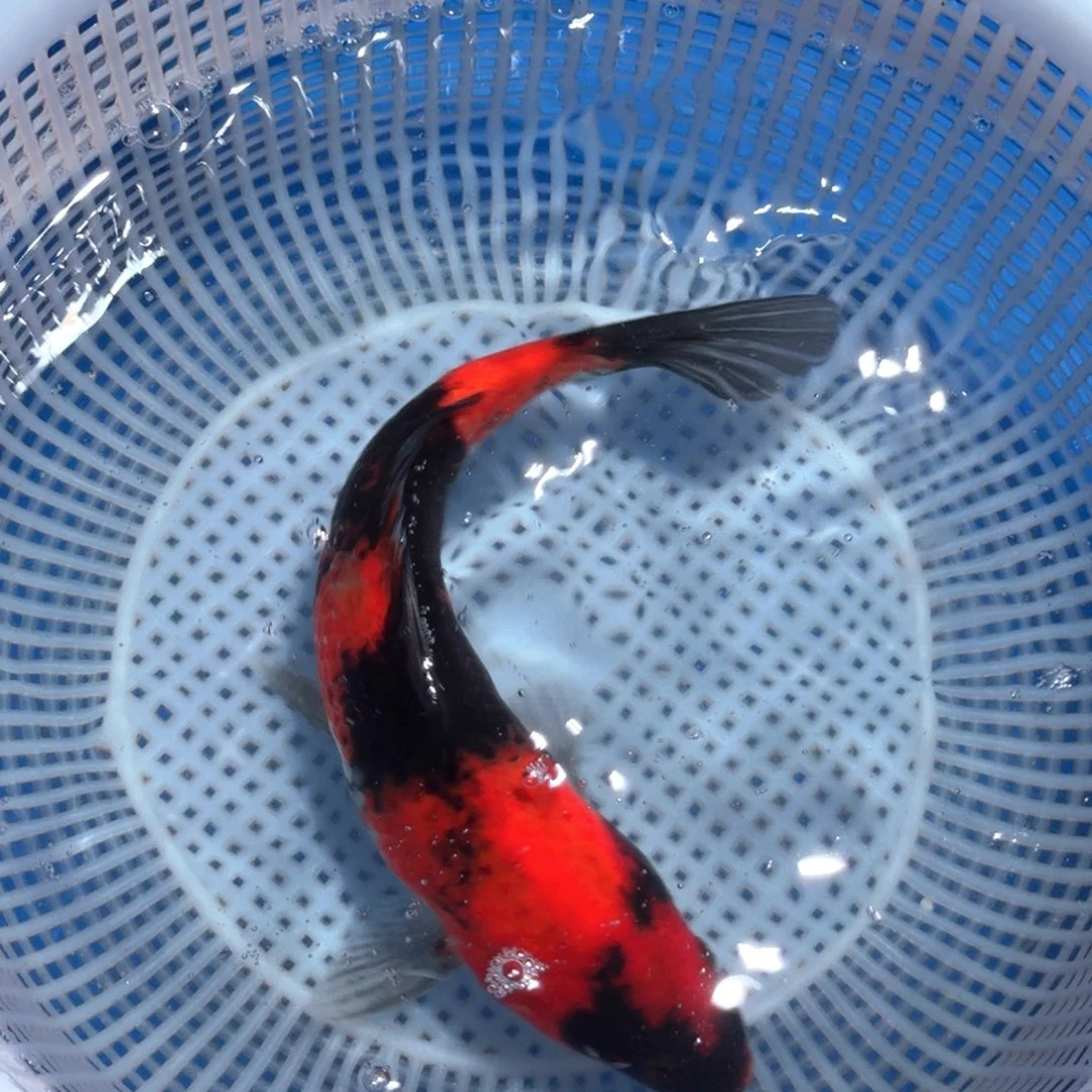 锦鲤精品甄选血统锦鲤