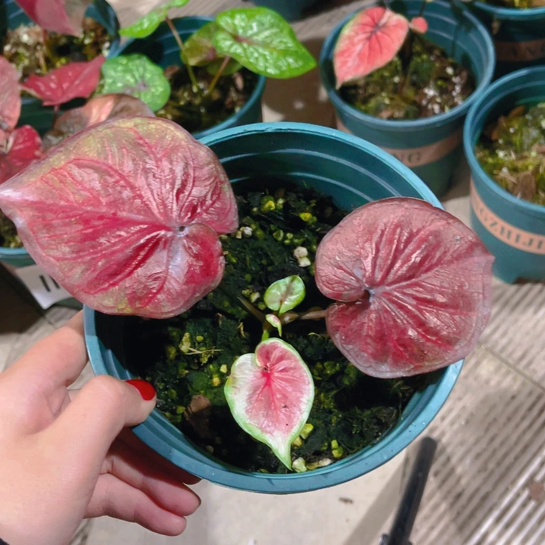 完全开放1104泰彩一物一拍