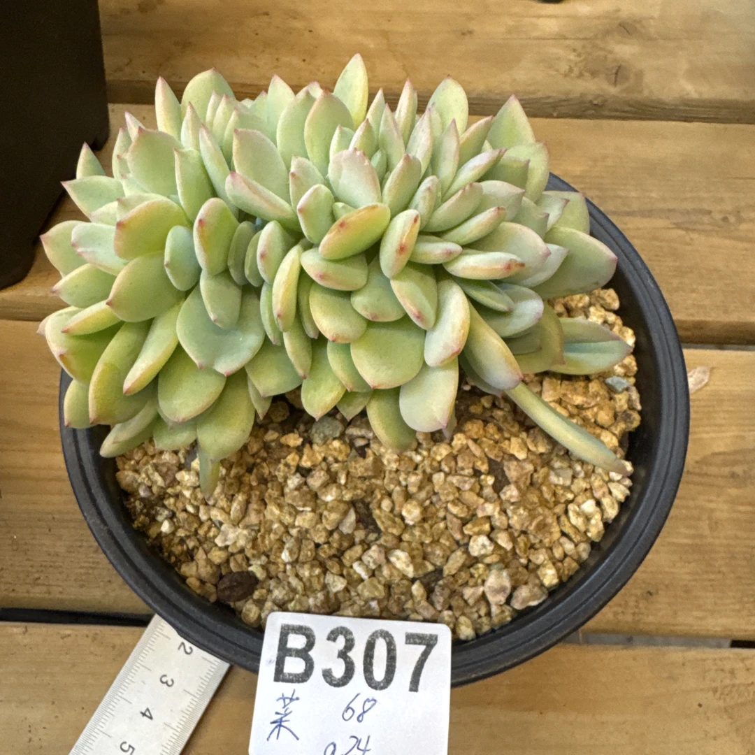 B307，菜，多肉植物暮光之城