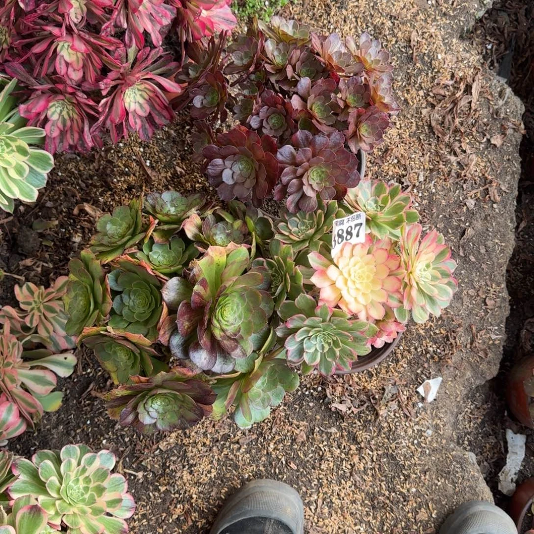 法师3颗3887 19-41