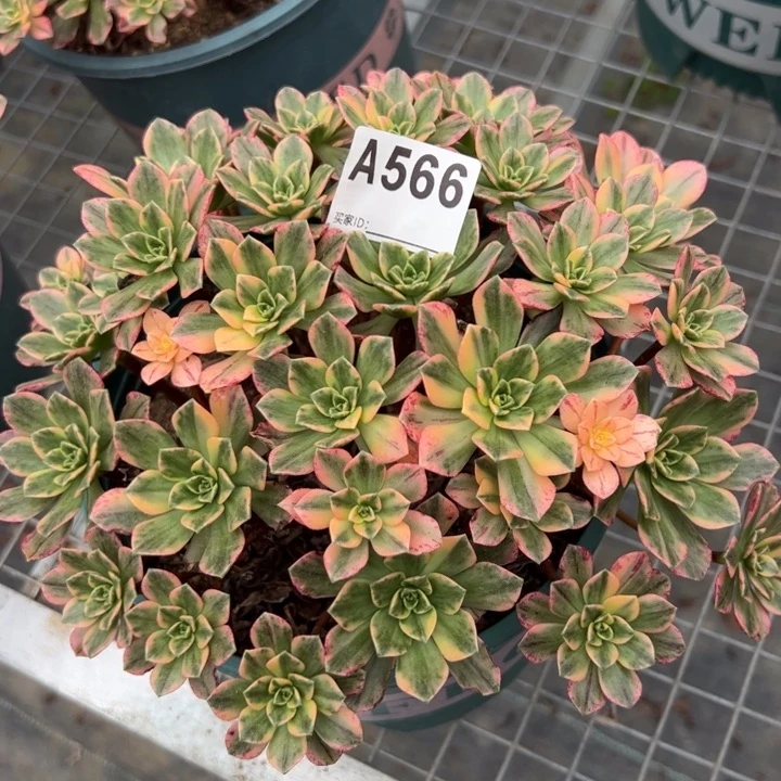 566甜茶20厘米左右