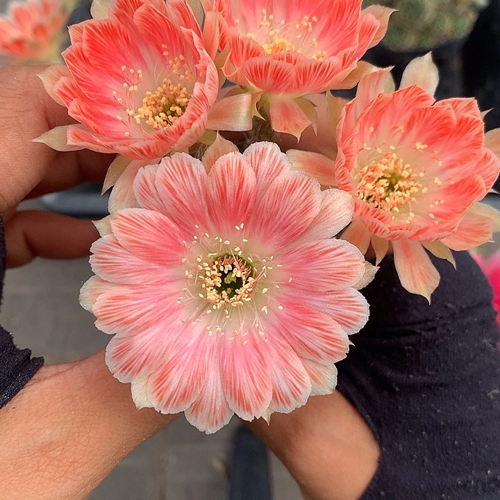 755 实生丽花6厘米盆