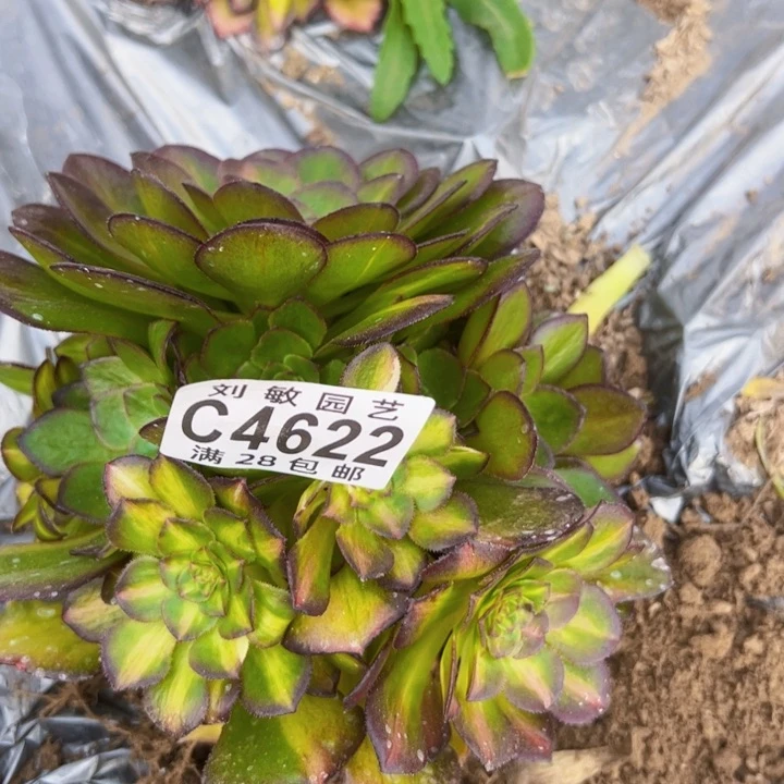 海王7彩多肉植物法师4622法师