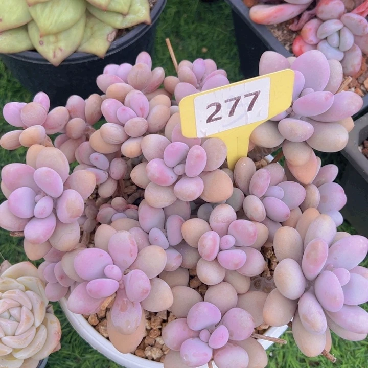 健健康康平平安安