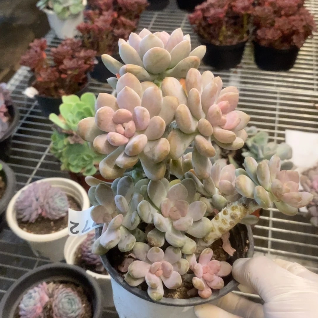 2772月美人一物一拍