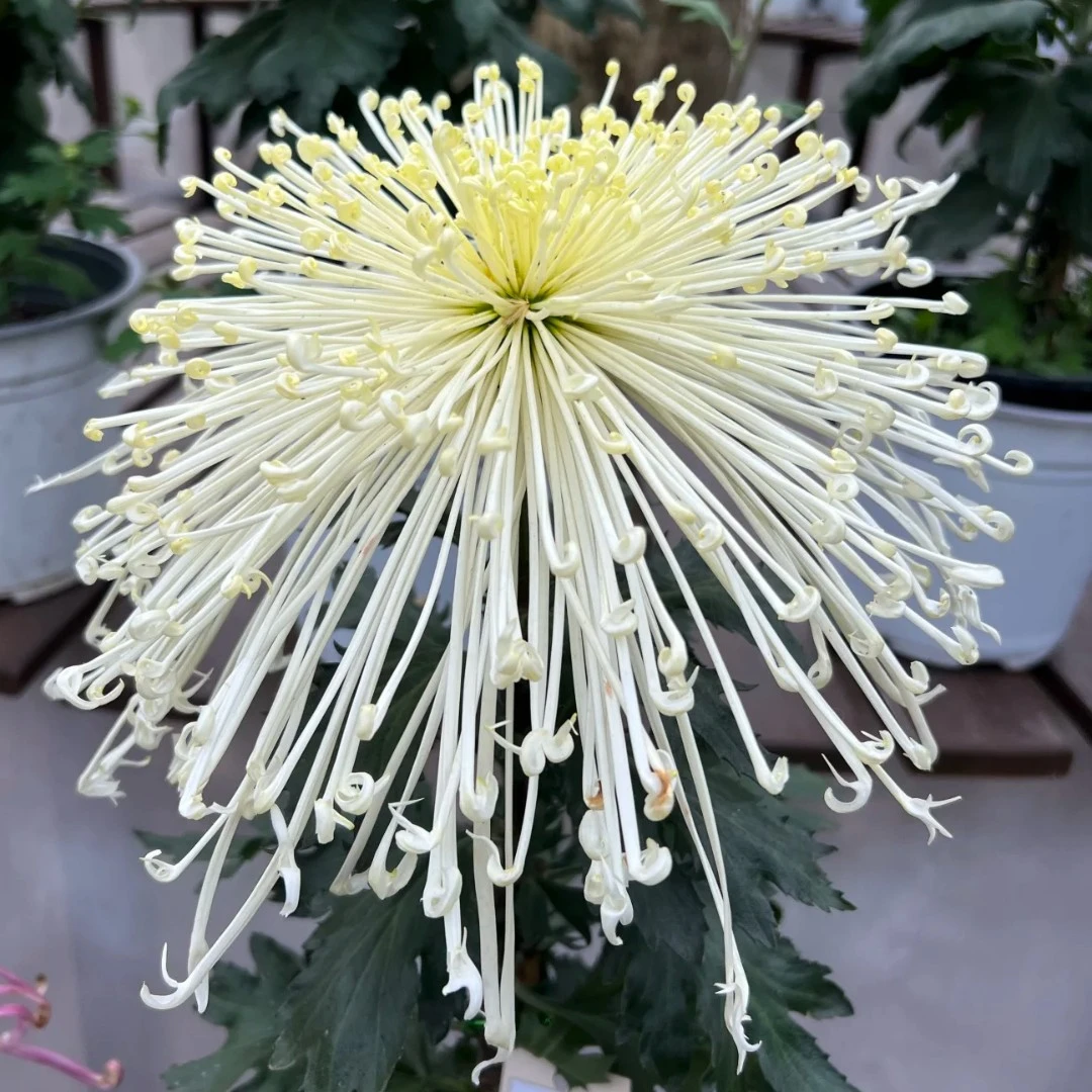 玉波涤秋【有花苞】大花线型菊花盆栽