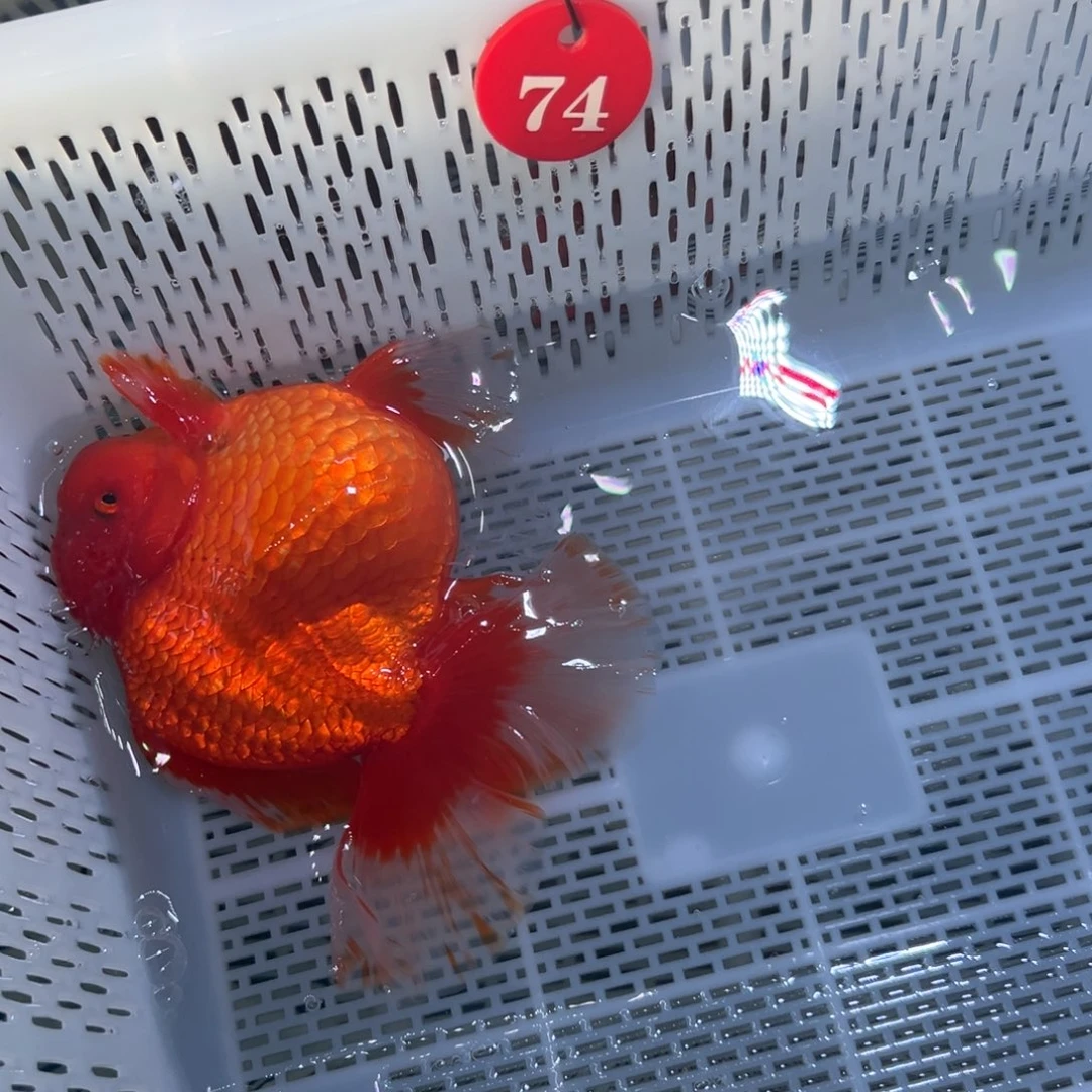 金***羽海水鱼你好自认为自己对生活