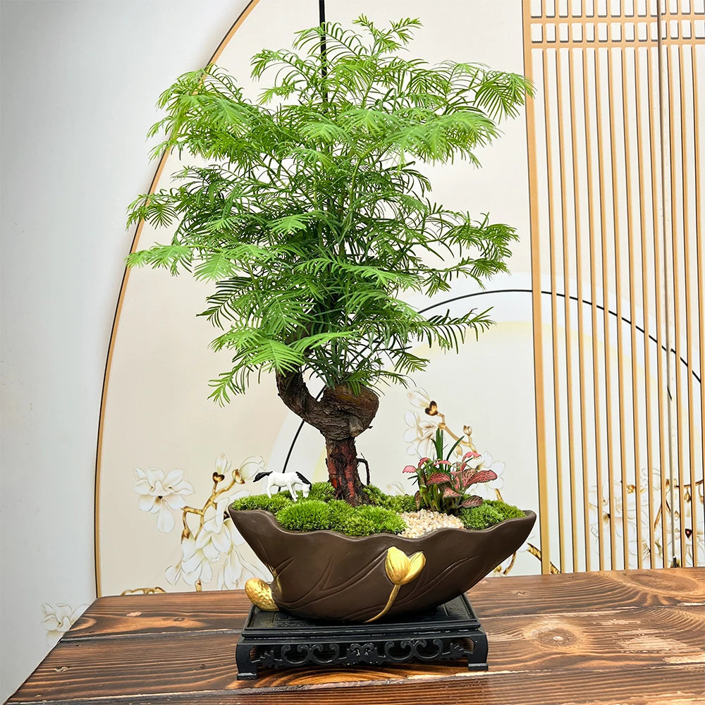 高端绿植盆景S弯水杉室内客厅玄关办公室新款夏季好养人工养殖