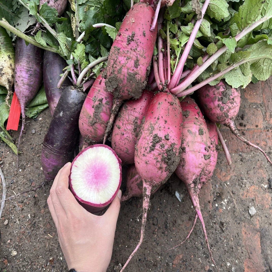 绿亨沙窝甜心萝卜