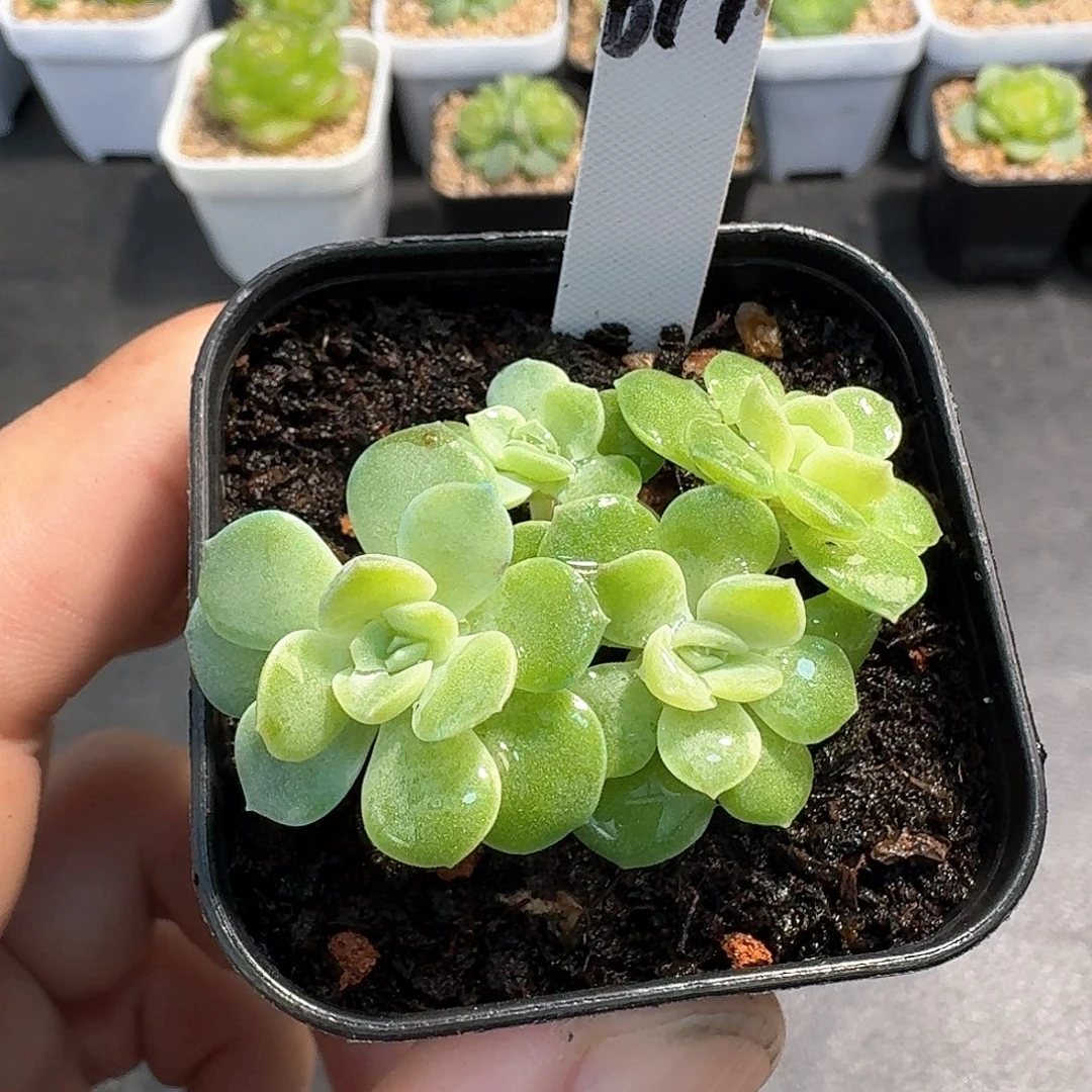 617号舒月四头多肉888