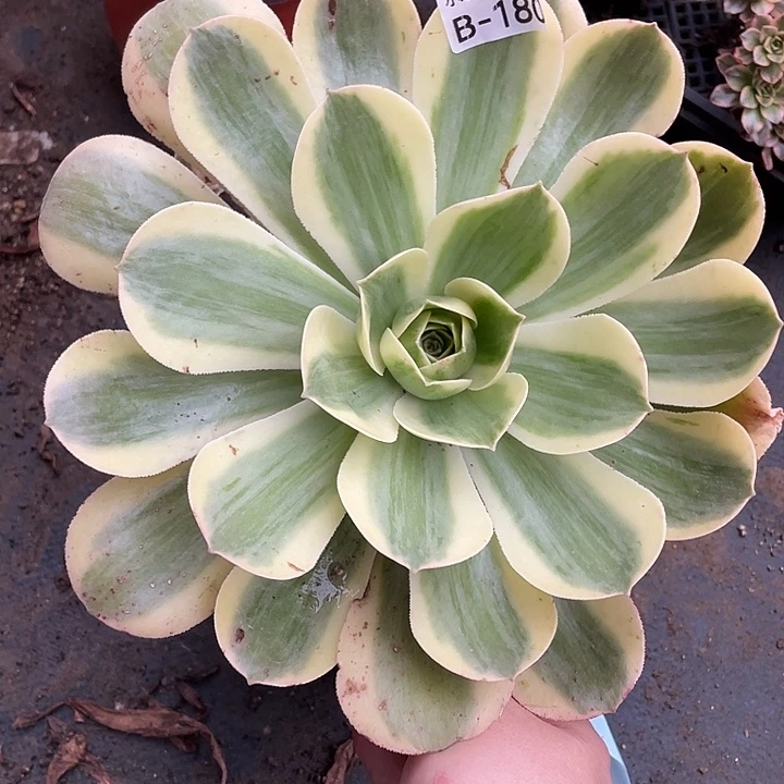 180香炉盘白锦多肉植物法师