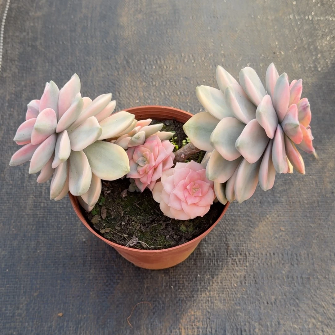 紫乐锦锦上园艺一物一拍