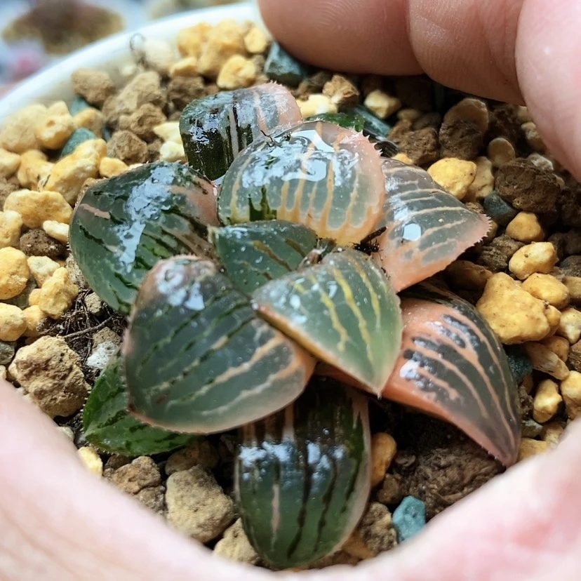 【闪购商品】境**造香瓜岛锦149