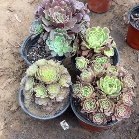 406多肉植物组合，