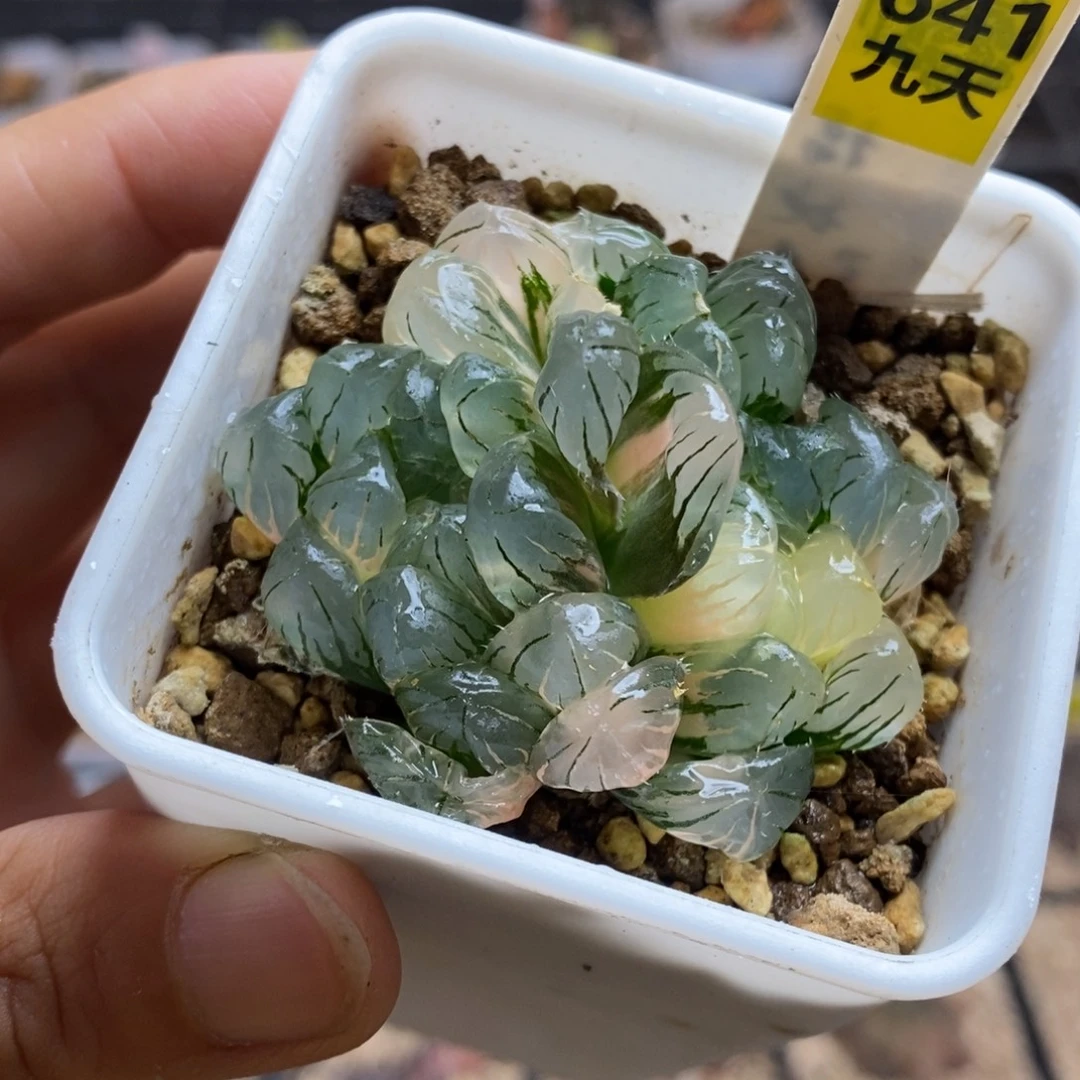 641号实生玉露锦湖水