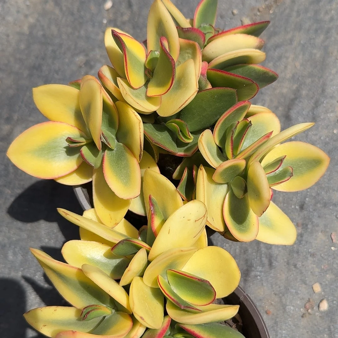 黄金花月锦多肉子，