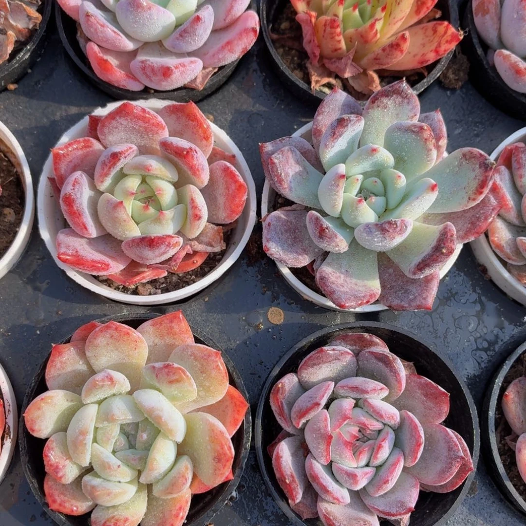 5颗杂交多肉9.9包邮发货