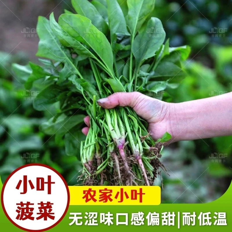 耐热小叶菠菜种子苗春秋波菜种子农家大田蔬菜籽四季家庭盆栽青菜