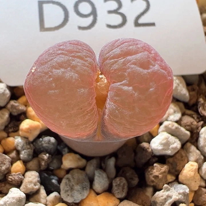 932.  青蛙种源优选大翻窗Pnsp