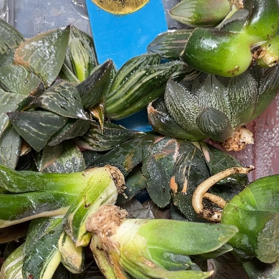 严****！恭喜发财大吉大利0043