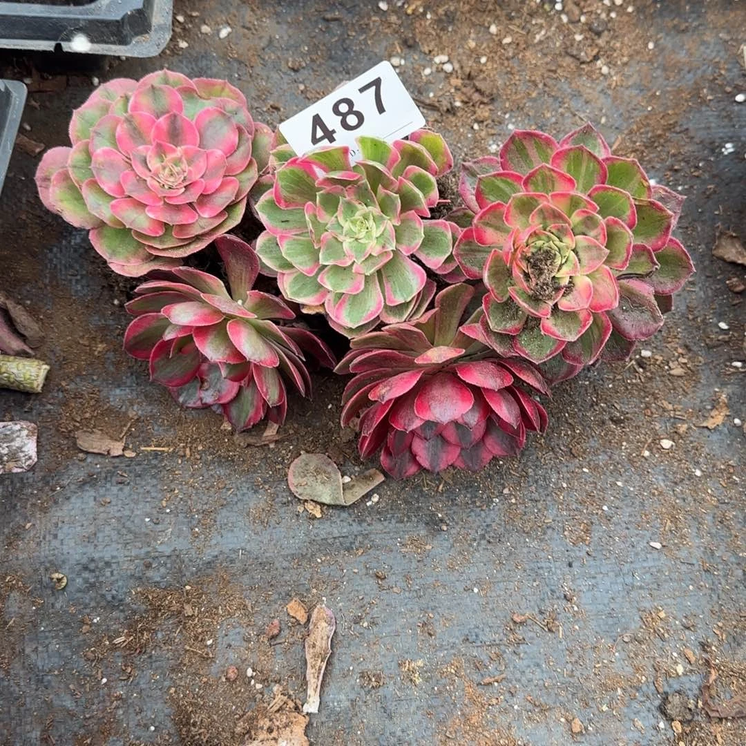 懒***名5个小苗多肉植物487